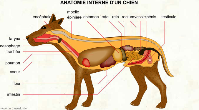 Anatomie interne d'un chien